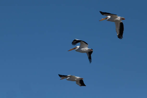 istock American White Pelican group in flight 1137205681