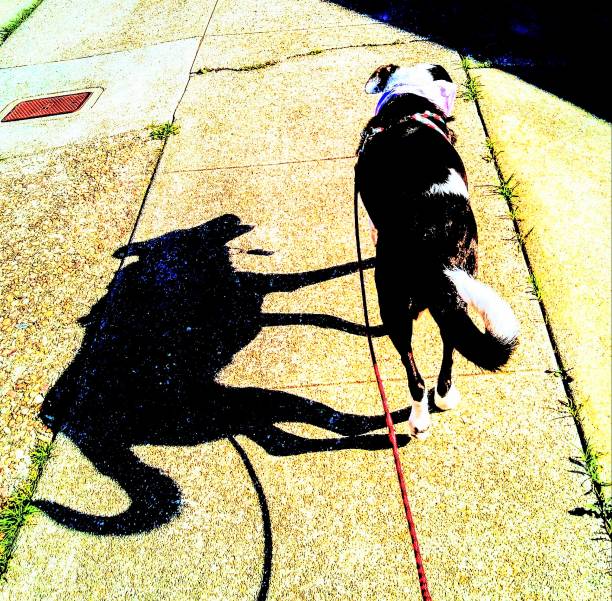 istock A dog with a an interesting shadow on a sunny day - Double souls 1137213467