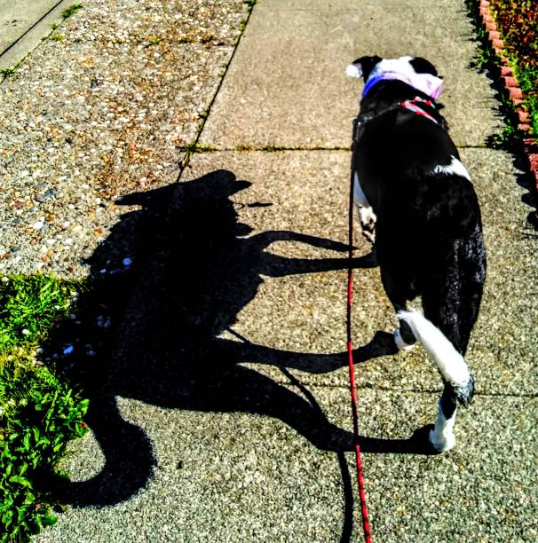 istock A dog with a an interesting shadow on a sunny day - Double souls 1137213469