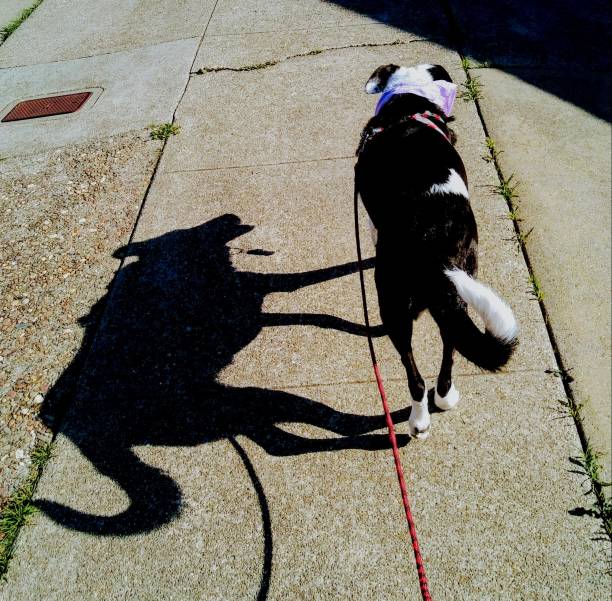 istock A dog with a an interesting shadow on a sunny day - Double souls 1137213471