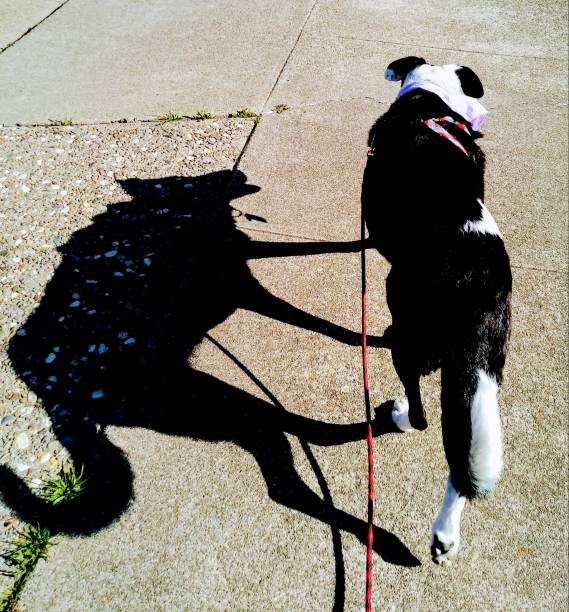 istock A dog with a an interesting shadow on a sunny day - Double souls 1137213474