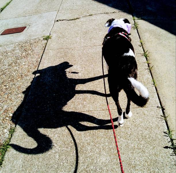 istock A dog with a an interesting shadow on a sunny day - Double souls 1137213476