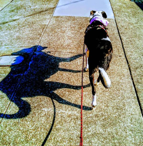 istock A dog with a an interesting shadow on a sunny day - Double souls 1137213484