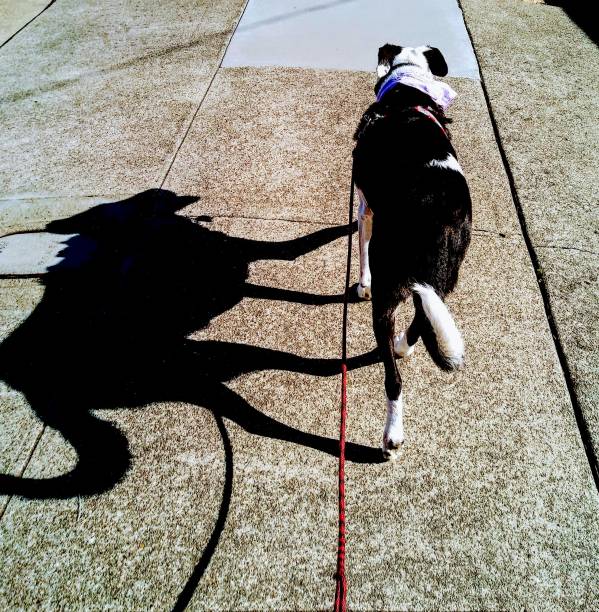 istock A dog with a an interesting shadow on a sunny day - Double souls 1137213487