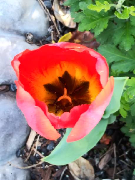 istock Red orange tulip flower - beautiful spring 1137216614