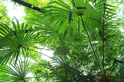 Tree of hemp palm