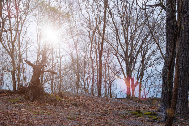 istock The old and completely dry tree growing with background. 1137223097