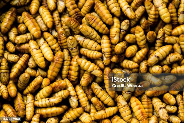 Caterpillar Mealworm Maggot Worm Fishing Bait Stock Photo - Download Image  Now - Beetle, Dead Person, Animal - iStock