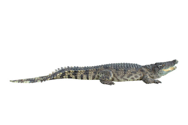 istock Freshwater crocodile on a white background with clipping path. 1137227772