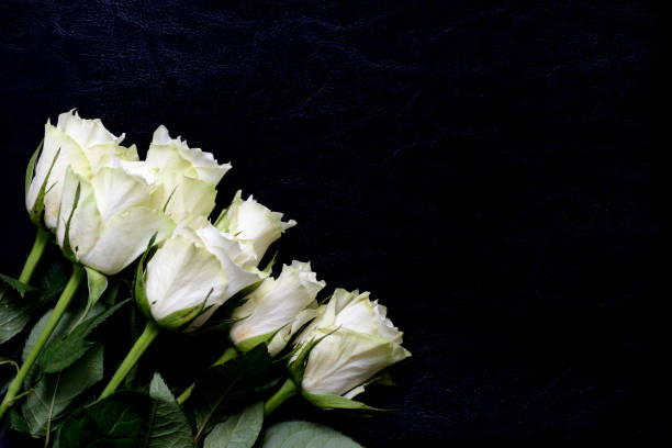 istock Beautiful white roses on a dark background close up 1137230276