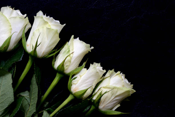 Beautiful white roses on a dark background close up