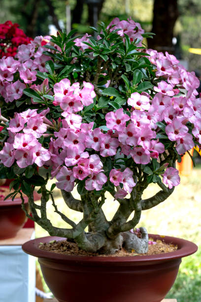 istock Beautiful purple adenium flower pots 1137230319
