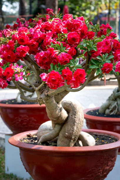 istock Beautiful red adenium flower pots 1137230324