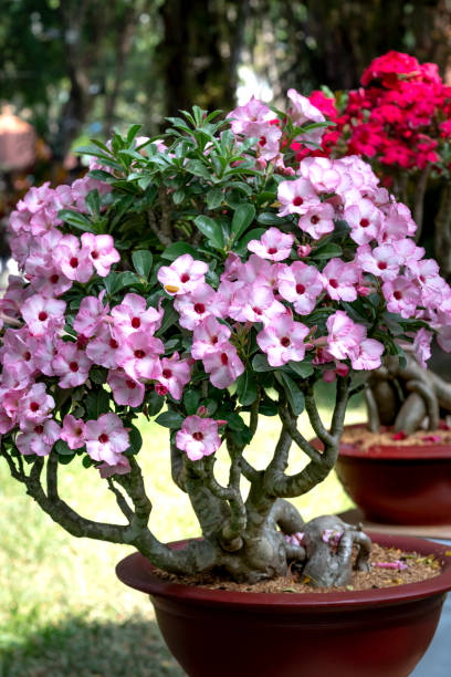 istock Beautiful purple adenium flower pots 1137230414