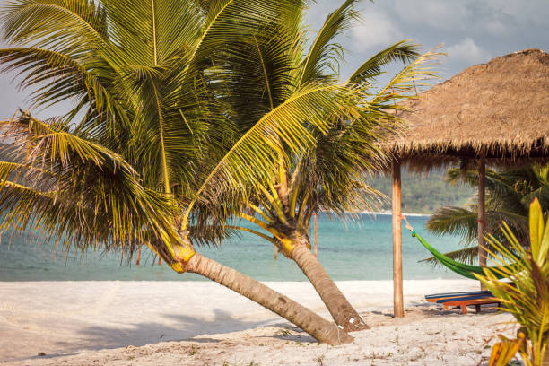 istock Deck chair and palm trees on the beach 1137230686