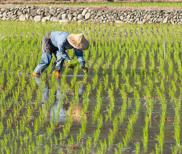 farmer working on the paddy rice farmland. stock photo
