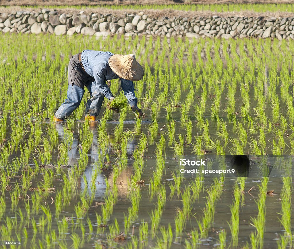 Agricultor trabalhar sobre o arroz paddy terrenos. - Royalty-free China Foto de stock