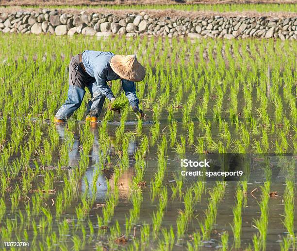 Agricultor Trabalhar Sobre O Arroz Paddy Terrenos - Fotografias de stock e mais imagens de China - China, Arrozal, Arroz - Cereal