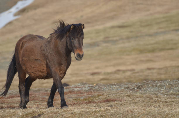 istock Cute Bay Icelandic Pony Roaming About 1137238085