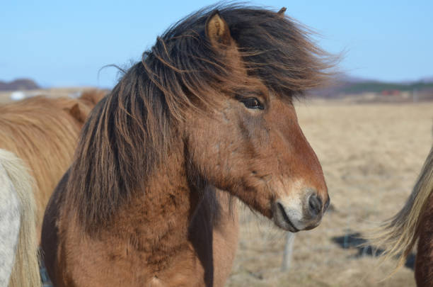 istock Cute Bay Icelandic Pony Roaming About 1137238166