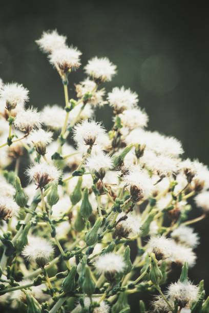 istock Beautiful of spring white flowers 1137239518