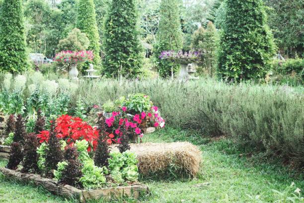 istock Lettuce in the vegetables garden 1137239521