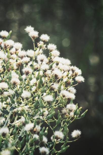 istock Beautiful of spring white flowers 1137239529