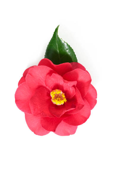 istock red flower of camellia on a white background 1137239635