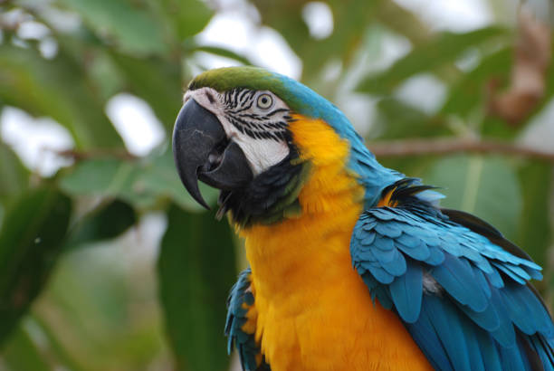 istock Bright Colored Blue and Gold Macaw 1137239750