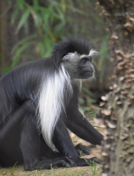istock Adorable Black and White Colobus Monkey 1137241503