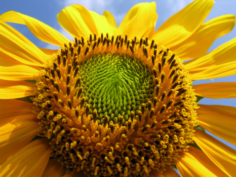 Sunflower natural background. Sunflower blooming.