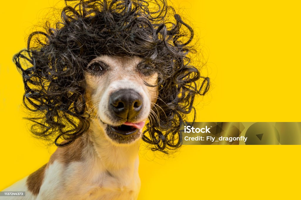 Amazing Funny Dog Portrait In Frizzle Black Hairstyle Wig Cool Cocky Cheeky  Impudent Face Licking Pet Yellow Background Stock Photo - Download Image  Now - iStock