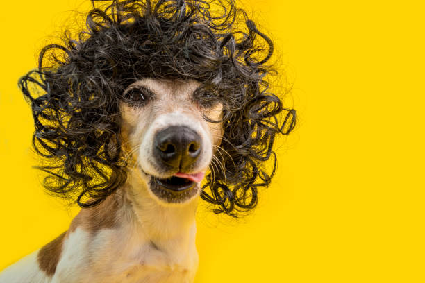 130 Dog Disco Dancing Funny Dog Stock Photos, Pictures & Royalty-Free Images - iStock 130 Dog Disco Dancing Funny Dog Stock Photos, Pictures & Royalty-Free Images - iStock