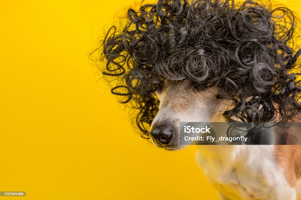 Balck Curly Hair Dog In The Wig Dreamy Face Yellow Background Stock Photo -  Download Image Now - iStock
