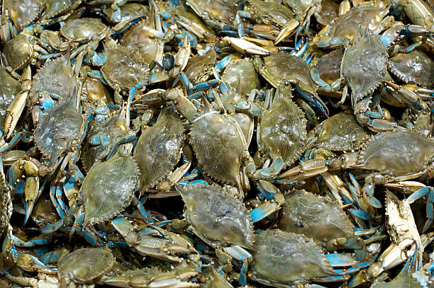 Blue Crabs Background stock photo