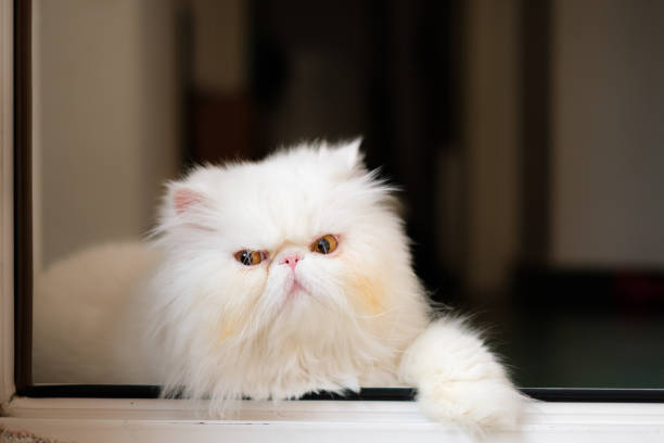 White persian cat laying on the floor