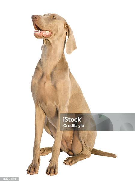 Weimaraner Looking Above Stock Photo - Download Image Now - Above, Animal, Color Image