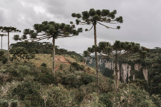 istock Itaimbezinho canyon in South Brazil 1137249158