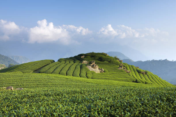 istock Jiayi;Xiding Er Yanping Mountain;footpath 1137250004