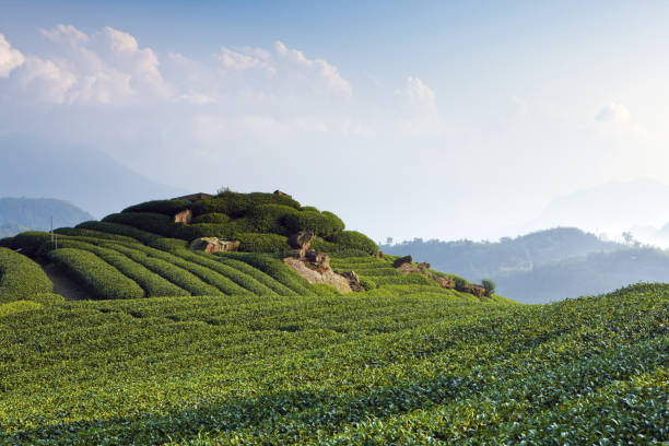 istock Travel in Taiwan 1137250317