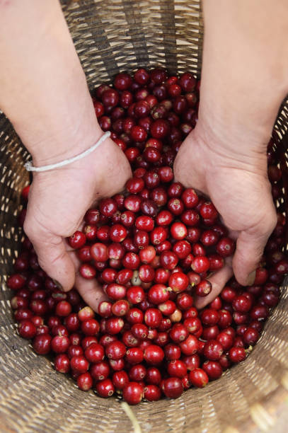 istock Close up of red berries coffee beans 1137253541