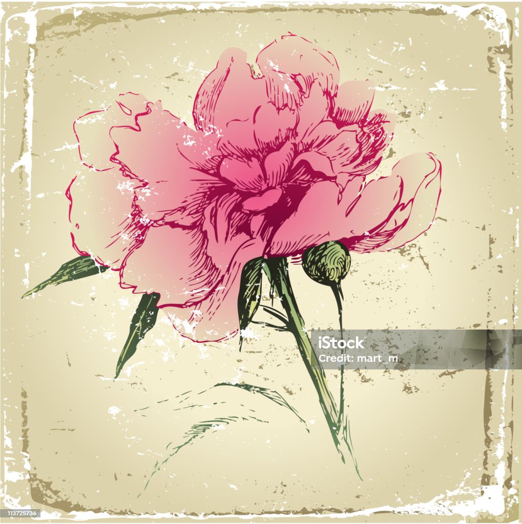 Fiore di peonia disegnati a mano - arte vettoriale royalty-free di Bellezza naturale