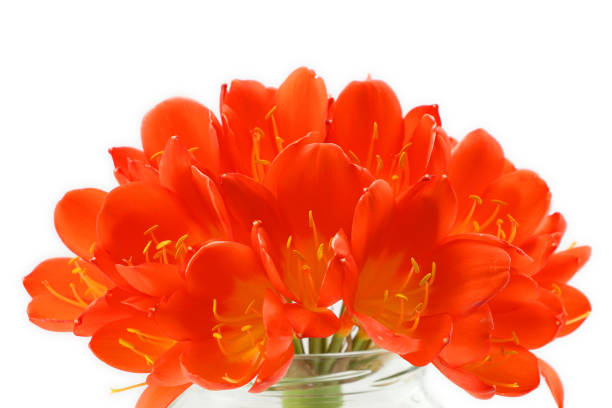Clivia flowers blooming isolated on white background