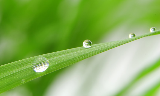 Dew drops on fresh green grass blade