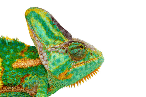 istock chamaeleo calyptratus,  also called veiled, cone-head or yemen chameleon. 1137263926