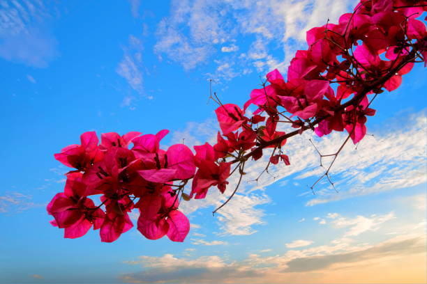 Isolated Bougainvillea flowers under the blue sky