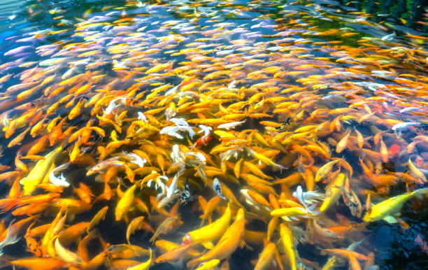 istock Colorful koi carp or fancy carp fish group in pond 1137268157
