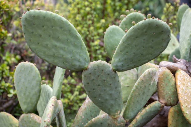 istock Opuntia Ficus-indica 1137268289