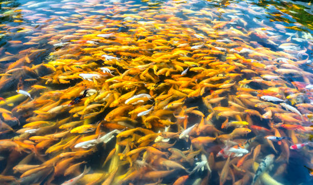 istock Colorful koi carp or fancy carp fish group in pond 1137268345