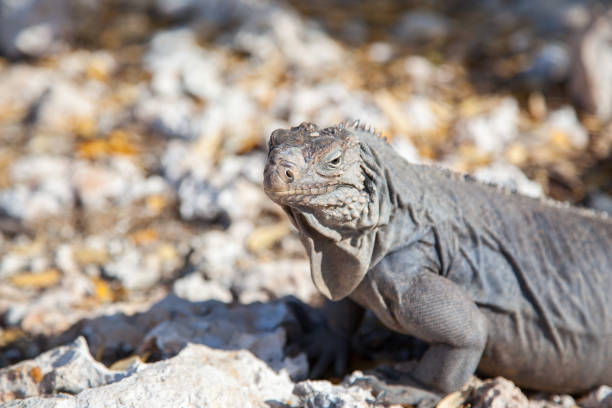 istock iguana close-up on stones in Cuba 1137268428